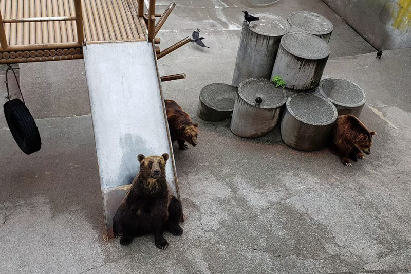 遊具であそぶクマ牧場の熊たち