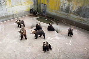 7匹のクマたちの写真