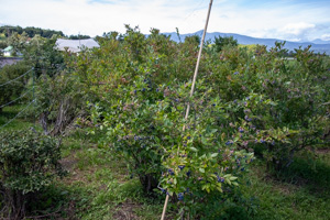 ブルーベリー畑の写真