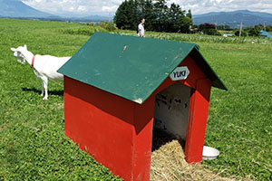 ヤギのユキちゃんと赤い小屋
