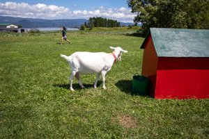ヤギのユキちゃんと赤い小屋